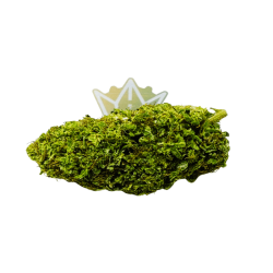 grosse tete fleur cbd amnesia trichomes structure compacte